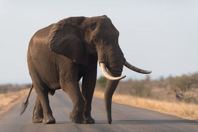 Elephant walking on road