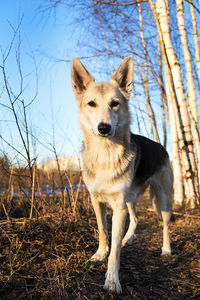 Portrait of a dog standing on field