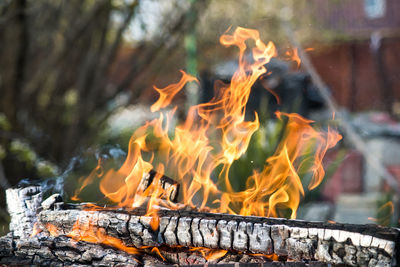 Close-up of fire against trees