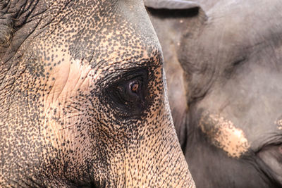 Close-up of elephant