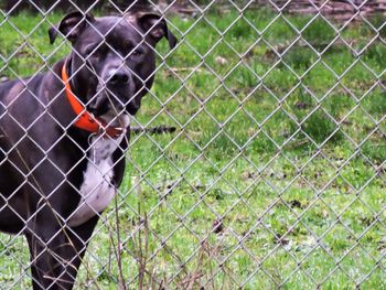 Dog on grassy field seen through chainlink fence