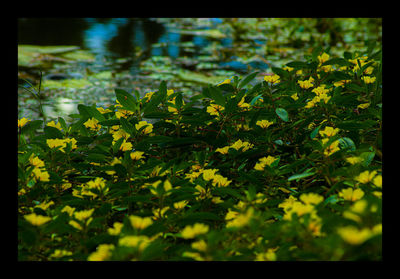 Close-up of yellow leaves on plant