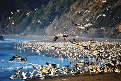 Flock of birds at beach