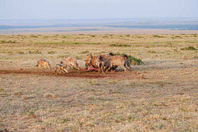 A pack of hyenas fights over and devours a wildebeest carcass while jackals linger nearby