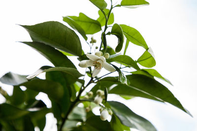 Close-up of white flowering plant