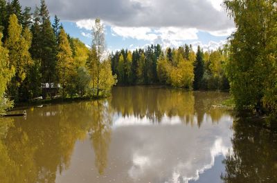 Reflection of trees in water