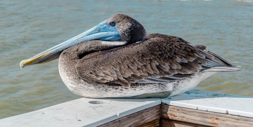Close-up of baby pelican on railing