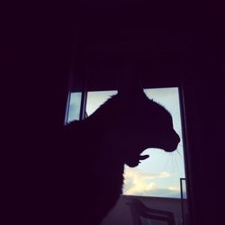 Silhouette cat looking through window at home