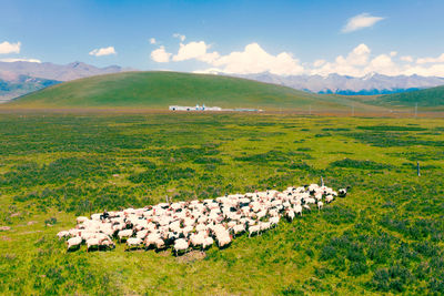 Scenic view of field against sky