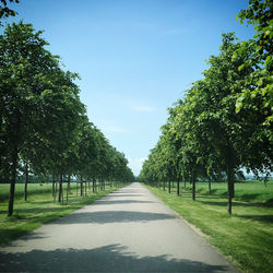 Empty road amidst trees against sky