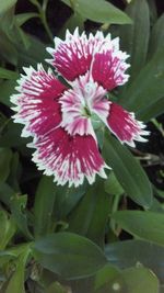 Close-up of flowers blooming outdoors