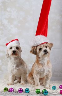 Portrait of dogs wearing santa hats by christmas decorations at home