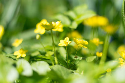 Close-up of yellow flowers blooming outdoors