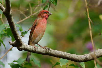 Close-up of bird perching on branch