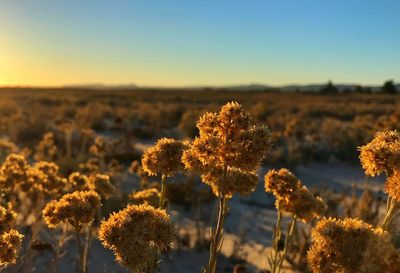 Close-up of flowering plant on field against sky