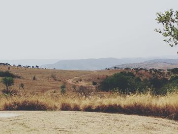 Scenic view of field against clear sky