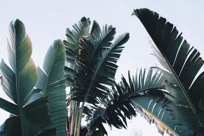 Low angle view of palm trees against sky