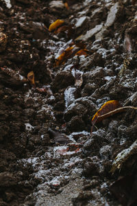 Close-up of crab