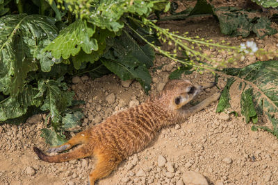 High angle view of lizard on land