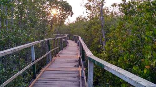 Footbridge amidst trees in forest