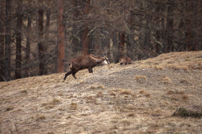 View of a horse running in the forest