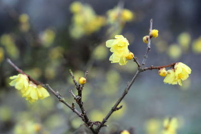 Close-up of yellow flowering plant