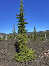 Trees in forest against clear blue sky