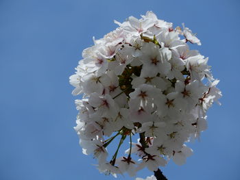 Low angle view of cherry blossom against clear blue sky