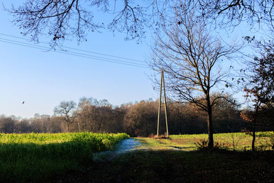 Scenic view of field against clear sky