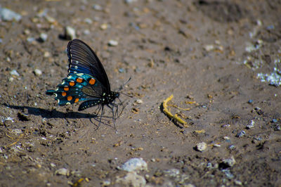 Close-up of butterfly