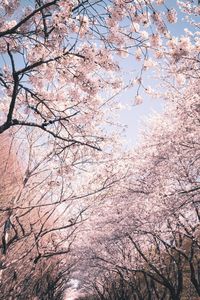 Low angle view of cherry blossoms against sky