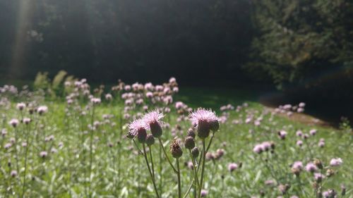 Close-up of purple flowering plants on field