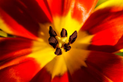 Extreme close-up of red flower