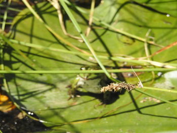 Close-up of insect on plant