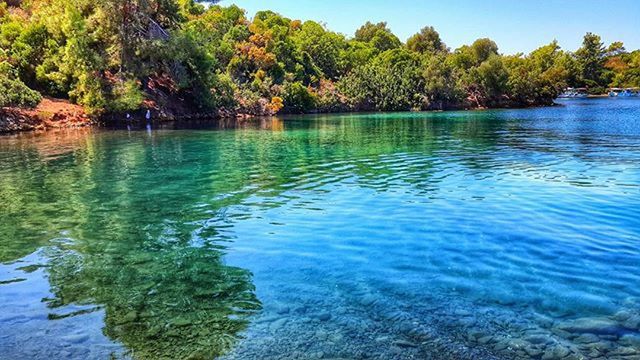 water, tree, tranquil scene, tranquility, lake, blue, scenics, beauty in nature, reflection, waterfront, nature, rippled, growth, idyllic, green color, sky, calm, day, river, outdoors