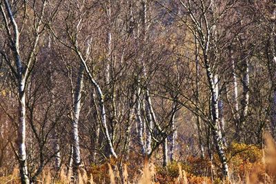 Full frame shot of bare trees in forest during winter