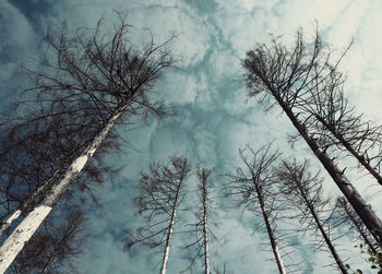 Low angle view of bare trees in forest against sky