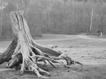 Close-up of driftwood on tree trunk