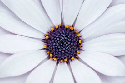 Close-up of white daisy flower