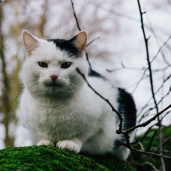 Portrait of cat sitting outdoors