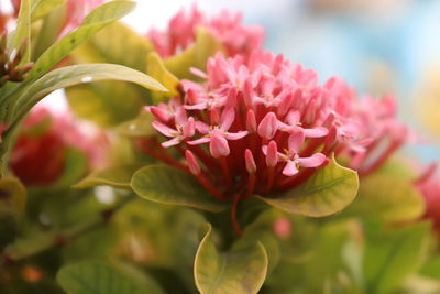 Close-up of pink flowering plant