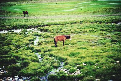 Sheep grazing on grassy field