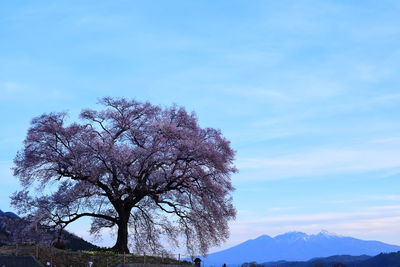 Low angle view of tree against sky
