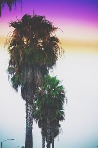 Close-up of palm tree by sea against clear sky