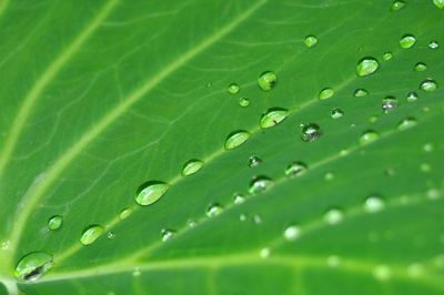 Close-up of raindrops on green leaves