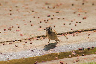 Bird perching on sand