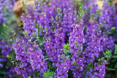 Close-up of purple flowering plants