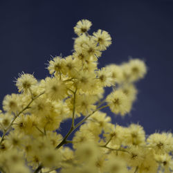 Close-up of yellow flowering plant