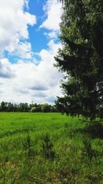 Scenic view of grassy field against sky