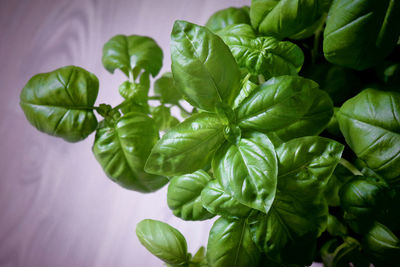 Close-up of green leaves